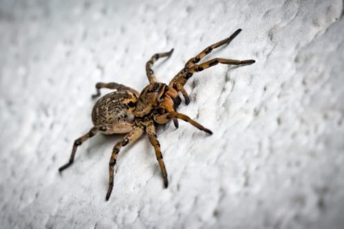 Il ragno e i guardiani: ostacoli e dubbi